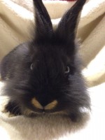 /album/lowenkopfkaninchen/img-20151114-wa0024-1-jpg/